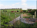 Cows, Garvagh