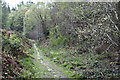 SO5910 : Forest path near Purple Hill by Stuart Wilding