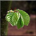 J4967 : Young beech leaves, Castle Espie by Mr Don't Waste Money Buying Geograph Images On eBay