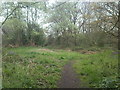 Woodland path in Pakefield