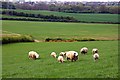 Curious sheep