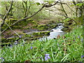 Stream in the woodland beside Tyland Road