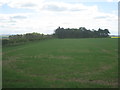 View towards Tithe Top Plantation