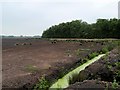 Drainage Ditch in Peat Field