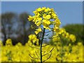 Rapeseed (Brassica napus)