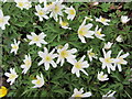 Wood Anemones at Stowe Gardens