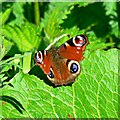 Peacock butterfly on a leaf, Cycle Route 45, Cricklade