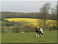 SP9604 : Grazing horse near to Pressmore Farm by Peter S