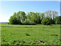 Hop Garden Field