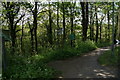 Footpaths at Hutcliffe Wood, Sheffield