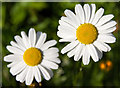 Ox-Eye Daisies