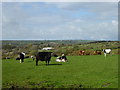 Cattle in a field near Moorgate