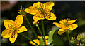 Marsh Marigolds,  Muswell Hill, London N10