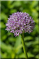 Flowers,  Muswell Hill, London N10