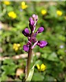 Orchid, Penstave Copse