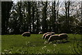 Sheep grazing in a paddock in Saleby