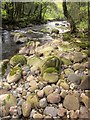 River Avon, Penstave Copse