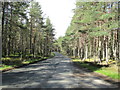 Minor road through Abernethy Forest