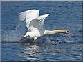 ST1873 : Mute swan taking off by Robin Drayton