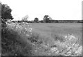 Cereal crop beside Top Road