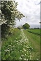 Blossom On the St Peters Way