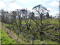 Trees and stream below the lane