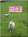 Who will ewe be voting for?