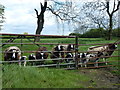 TF1403 : Sheep behind a gate near Marholm by Richard Humphrey
