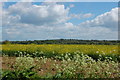 View towards Wickham Bishops