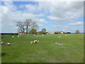 Sheep in a field adjacent to the parish church