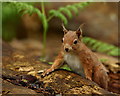 SZ0287 : Watching the Other Squirrels by Peter Trimming