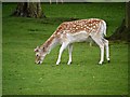 SJ7387 : Grazing Deer, Dunham Massey Deer Park by David Dixon