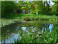 Looking north across the village pond