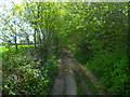 Byway heading east between field and line of trees