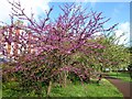 Judas tree, Pretty Park