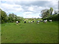 Desborough, horse grazing