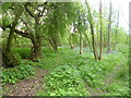 Brampton Wood, bluebells