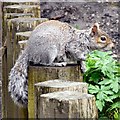 SJ9295 : Victoria Park Squirrel by Gerald England