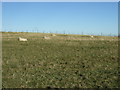 Grazing, Ardfork