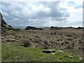 Jura - Rough grassland on Rubha nan Crann