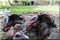 TL4201 : Turkeys at Copped Hall, Essex by Christine Matthews