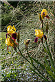 TL4201 : Flag Irises, Walled Garden, Copped Hall, Essex by Christine Matthews