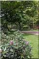 Rhododendron, Warren Plantation, near Copped Hall, Essex