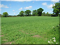 Wheat crop by Woodlands Farm