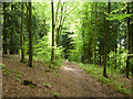 Path in Bushy Leaze Wood