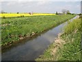 Louth Canal and rapeseed