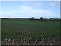 Crop field near Liverton