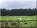 NH7682 : Grazing near Morangie Cottages by JThomas