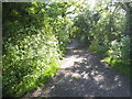 Aldenham Country Park walkway