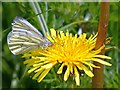 Green-veined White butterfly on a Dandelion